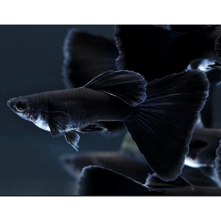 Full Black Guppy - các loại cá 7 màu