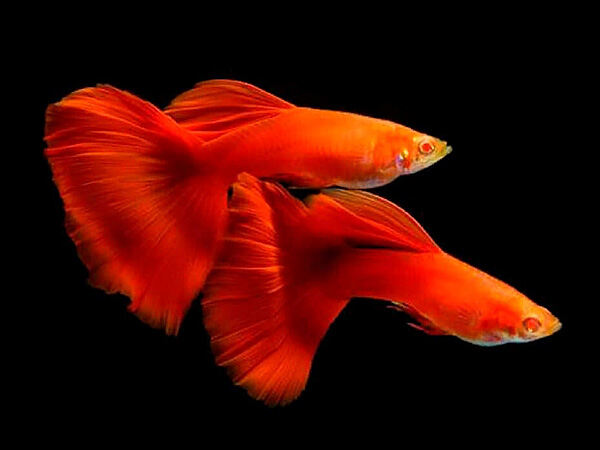 Full Red Guppy - các loại cá bảy màu
