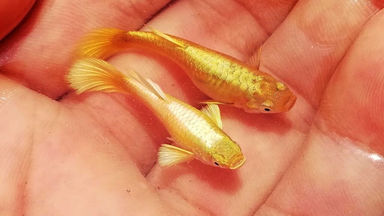 Full Gold Guppy - các loại cá 7 màu