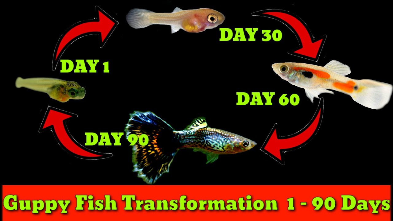 Các giai đoạn phát triển của cá Guppy con