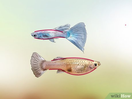 Cách xác định cá bảy màu là đực hay cái