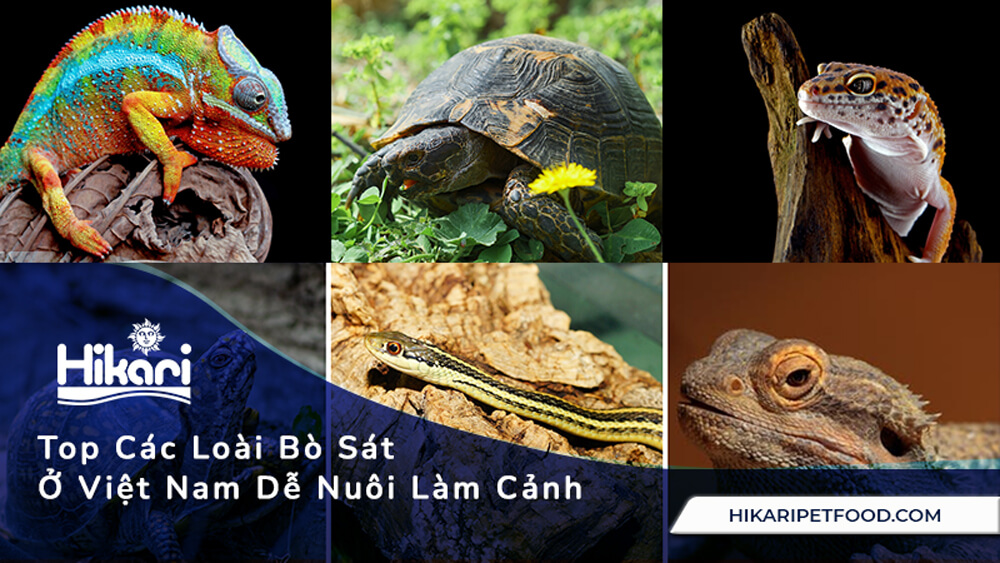 Top 10 Các Loài Bò Sát Ở Việt Nam Dễ Nuôi Làm Cảnh