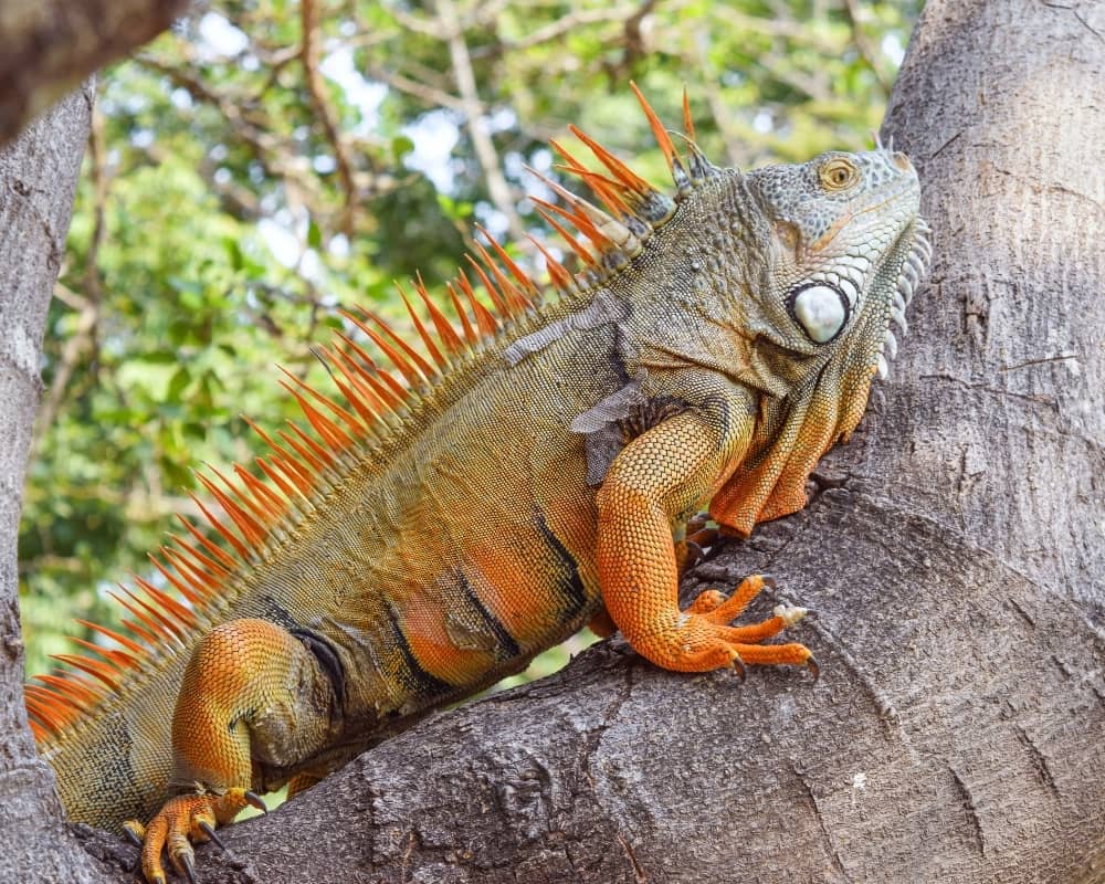 Rồng Nam Mỹ (Iguana)