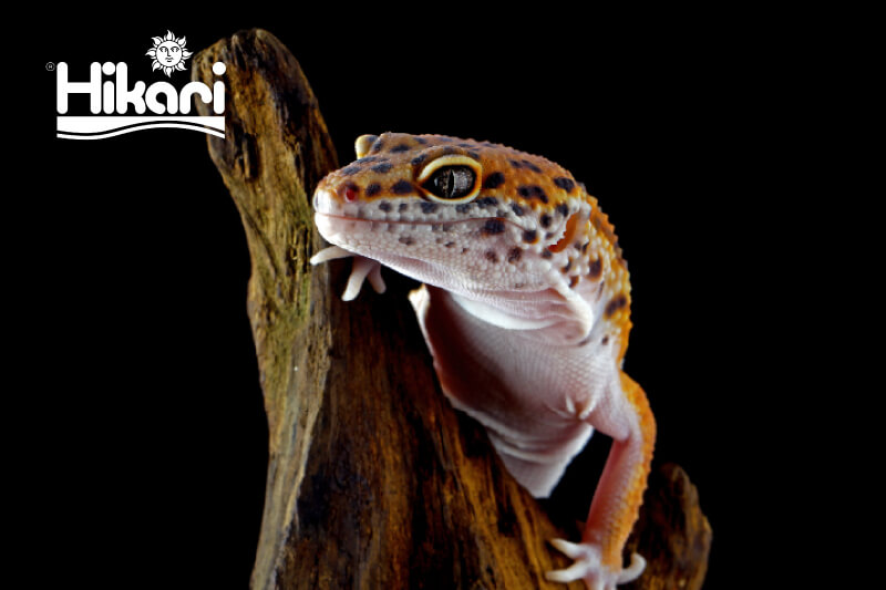 Thằn lằn Da Báo Leopard Gecko thuộc dòng những loài bò sát dễ nuôi