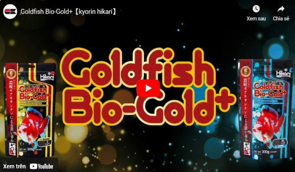 Video giới thiệu về dòng sản phẩm Goldfish Bio Gold