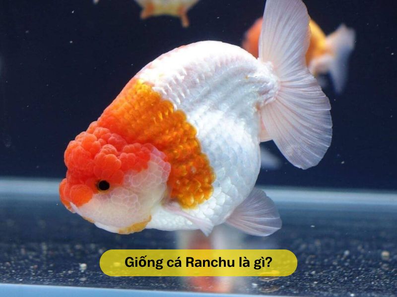 Tìm hiểu cá Ranchu là giống cá gì?