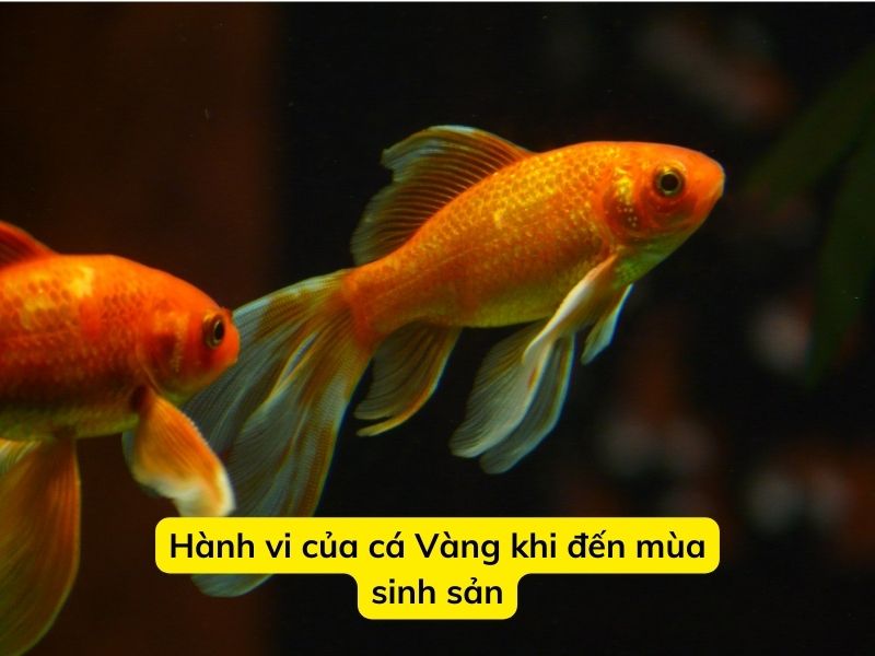 Hành vi của cá Vàng khi đến mùa sinh sản. 