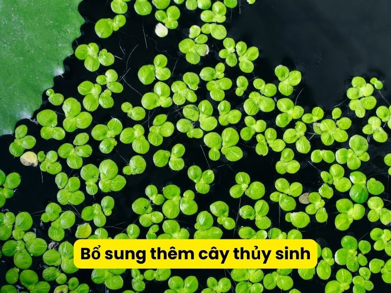 Bổ sung thêm cây thủy sinh