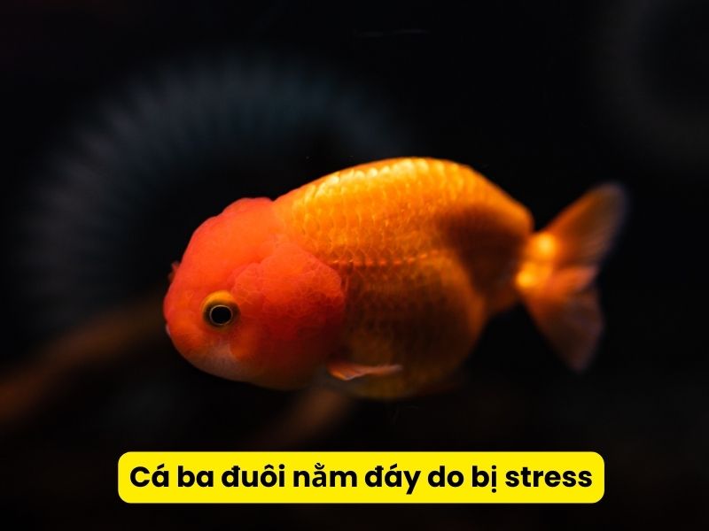 Cá ba đuôi nằm đáy do bị stress