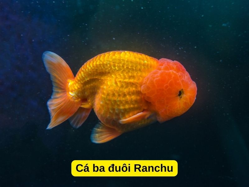 Cá ba đuôi Ranchu