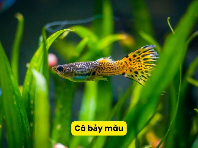 Cá bảy màu