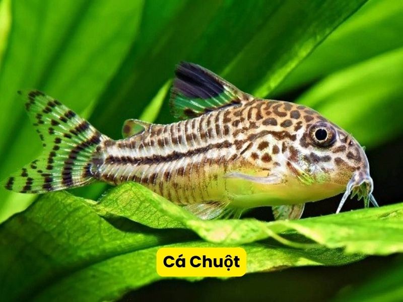 Cá Chuột