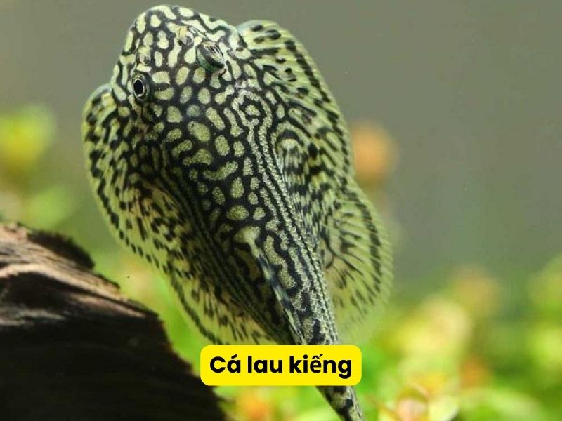 Cá lau kiếng