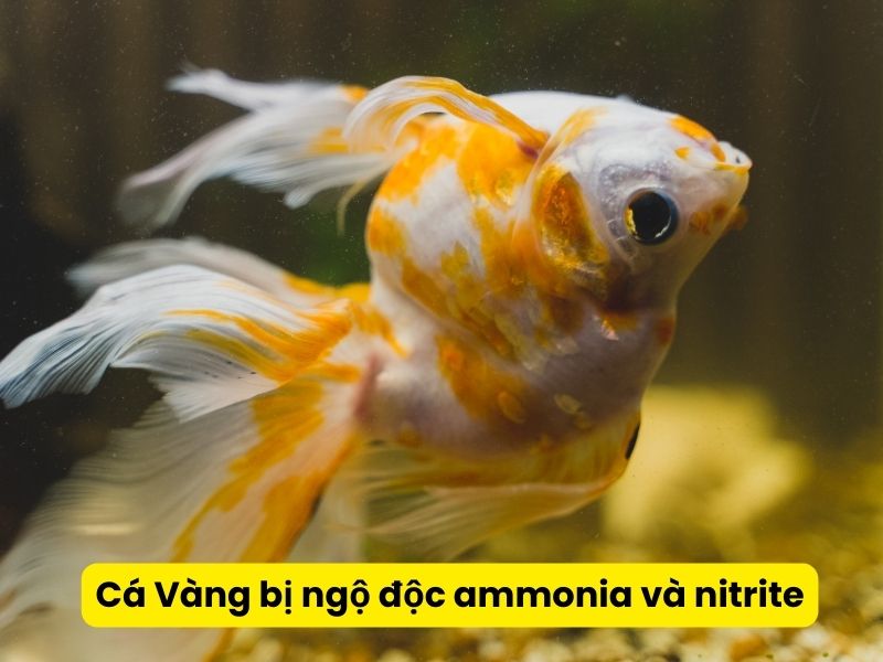 Cá Vàng bị ngộ độc ammonia và nitrite