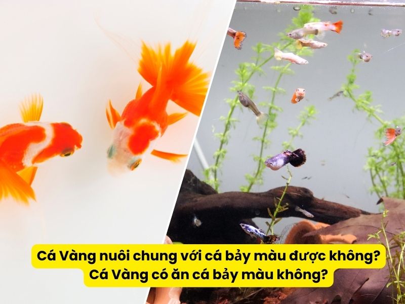 Cá Vàng nuôi chung với cá bảy màu được không