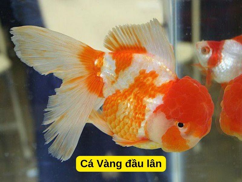 Cá Vàng đầu lân