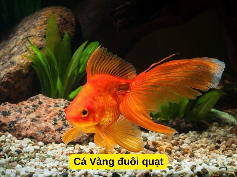 Cá Vàng đuôi quạt