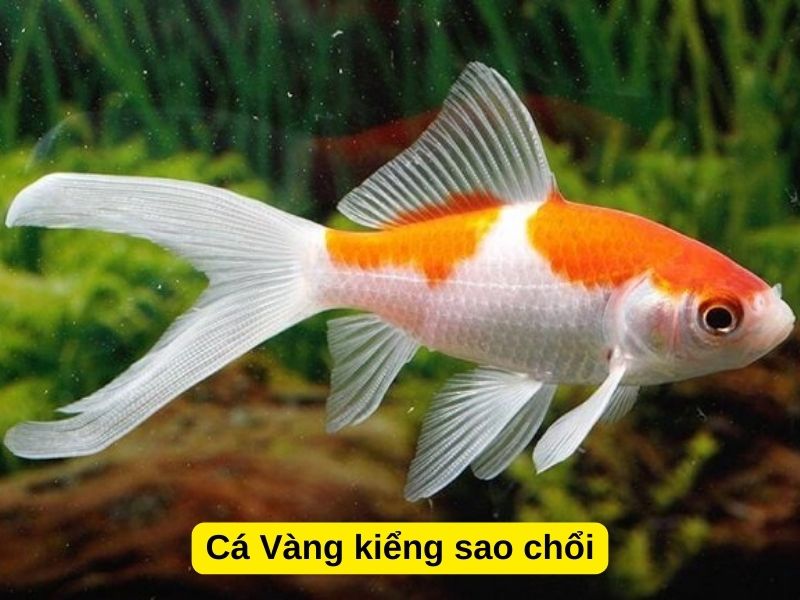 Cá Vàng kiểng sao chổi