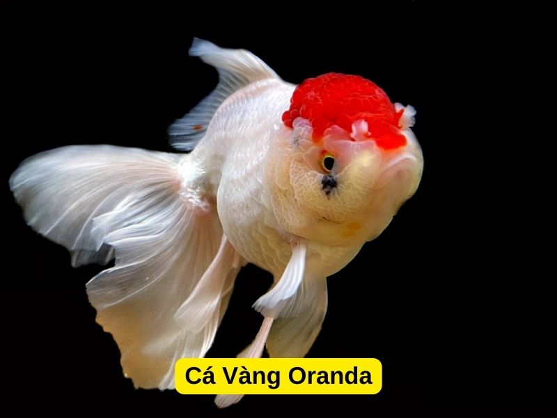 Cá Vàng Oranda