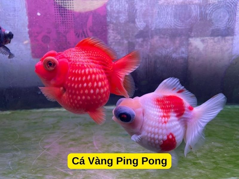 Cá Vàng Ping Pong