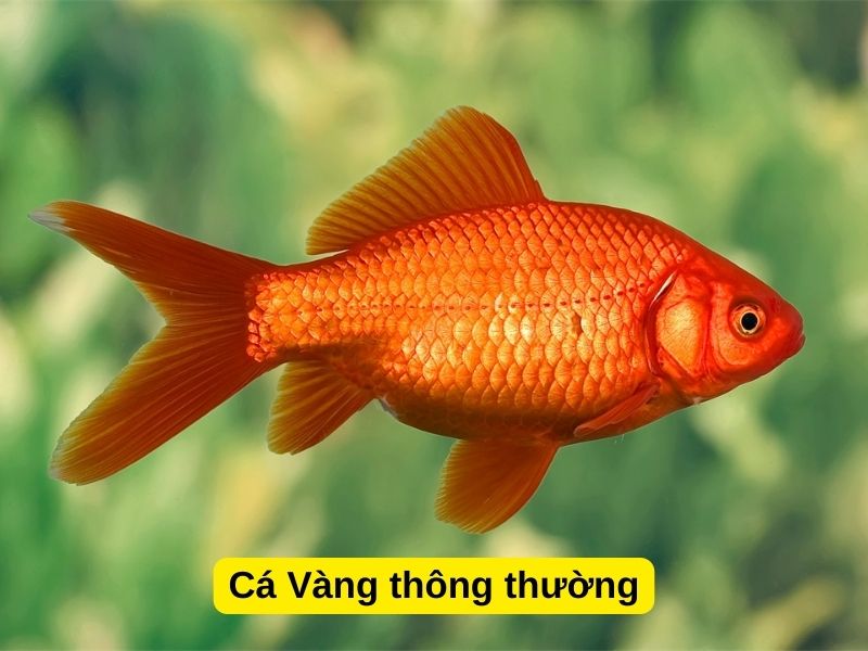 Các loài cá Vàng thông thường