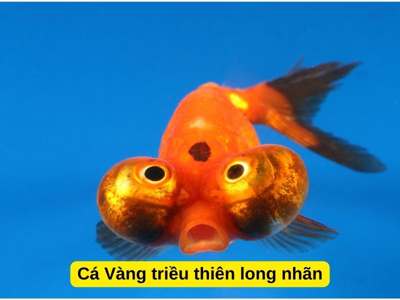 Cá Vàng triều thiên long nhãn