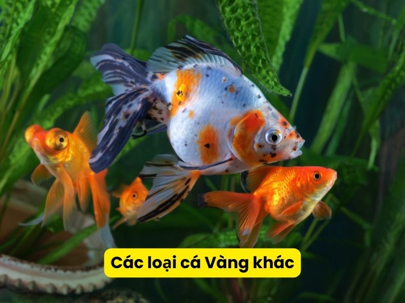 Cá ba đuôi nuôi chung với cá nào