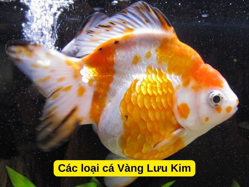 Các loại cá Vàng Lưu Kim