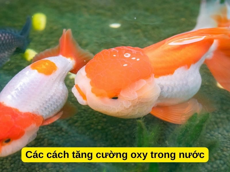 Các cách tăng cường oxy trong nước