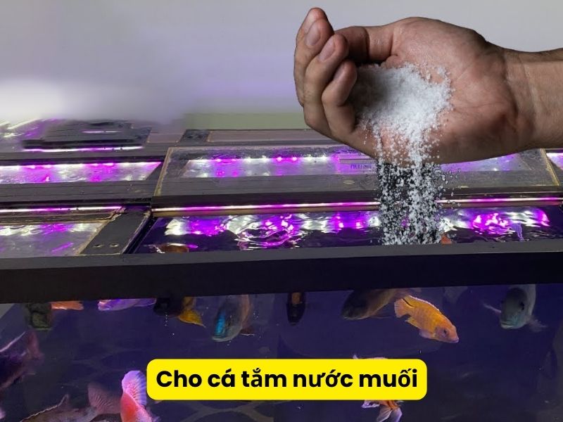 Cho cá tắm nước muối