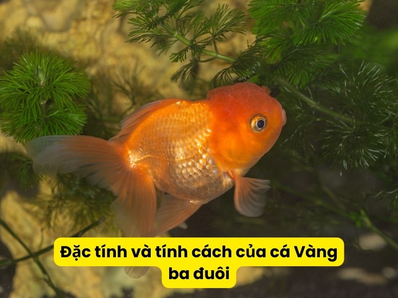 Đặc tính và tính cách của cá Vàng ba đuôi 