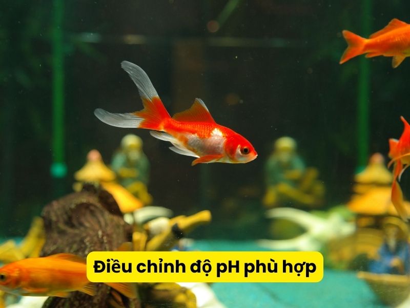 Điều chỉnh độ pH phù hợp