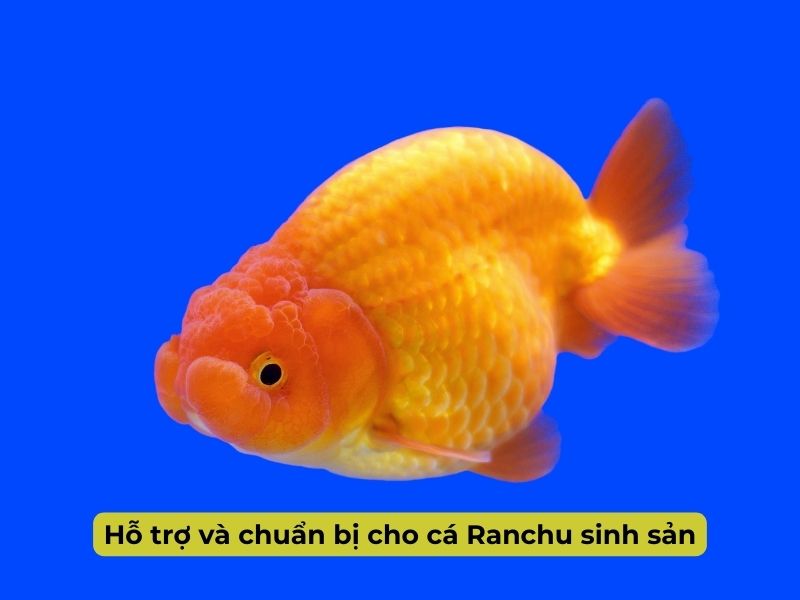 Cách nuôi cá Ranchu sinh sản 