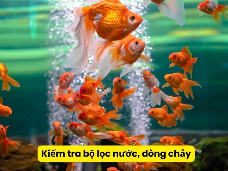 Kiểm tra bộ lọc nước, dòng chảy