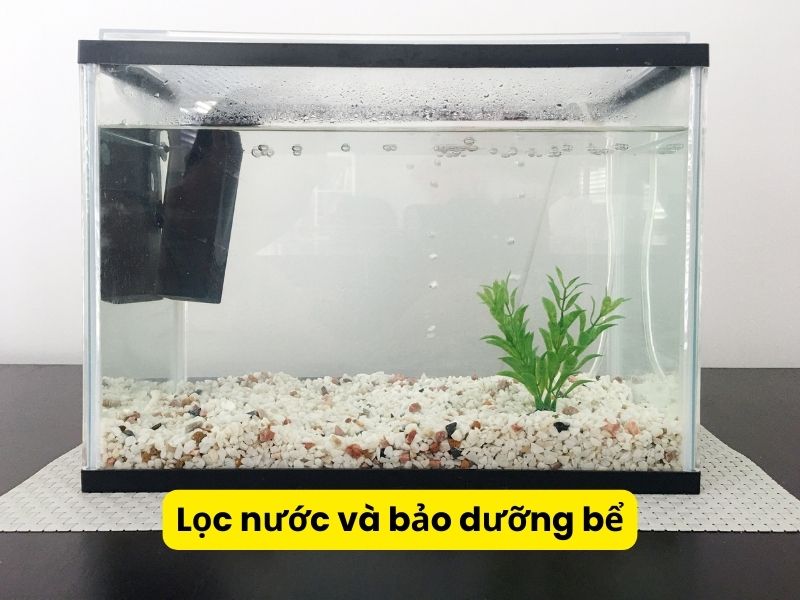 Lọc nước và bảo dưỡng bể