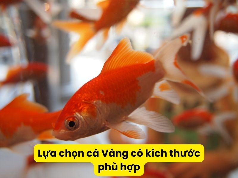 Lựa chọn cá Vàng có kích thước phù hợp