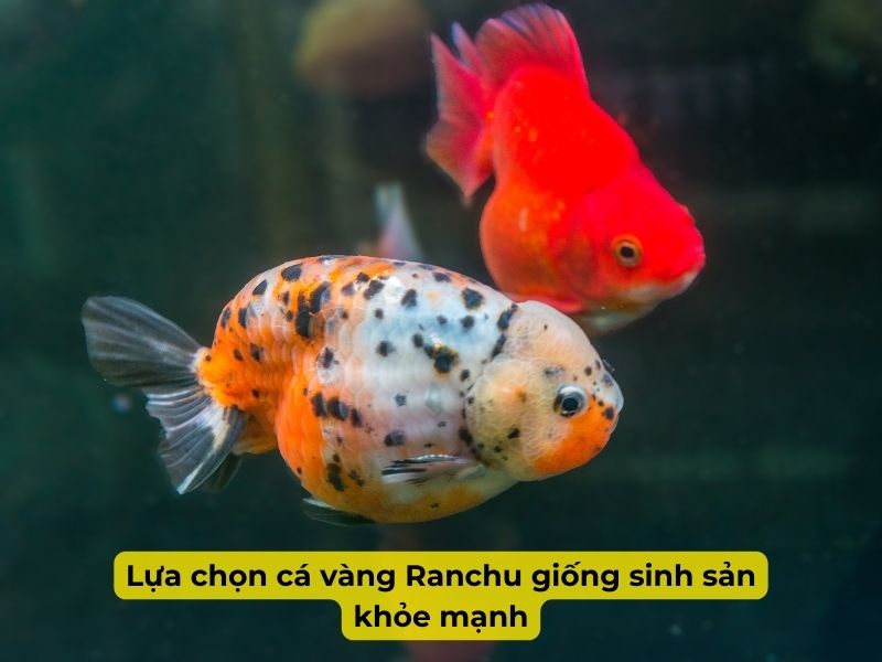 Cách chọn cá Vàng giống khỏe mạnh