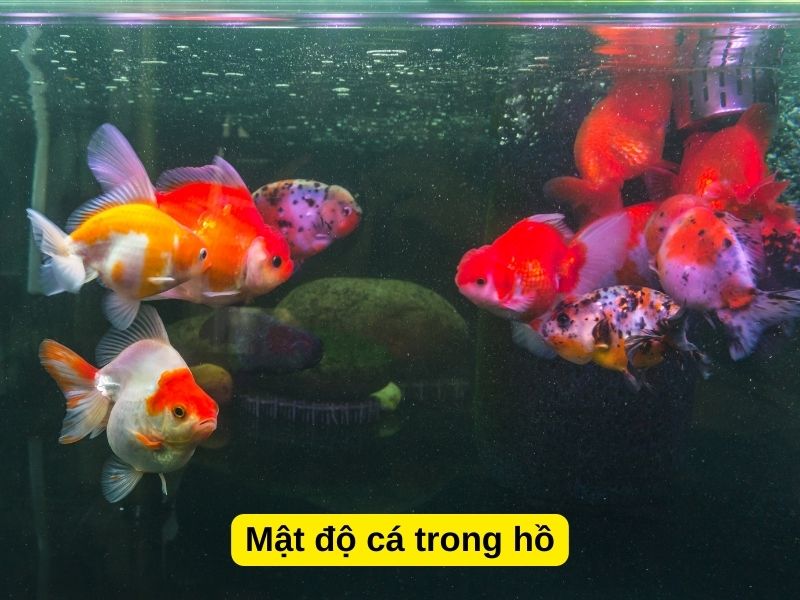 Mật độ cá trong hồ