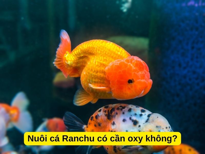 Nuôi cá Ranchu có cần oxy không?