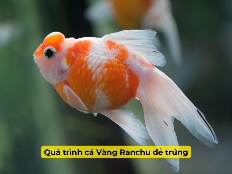 Quá trình sinh sản của cá Vàng Ranchu. 