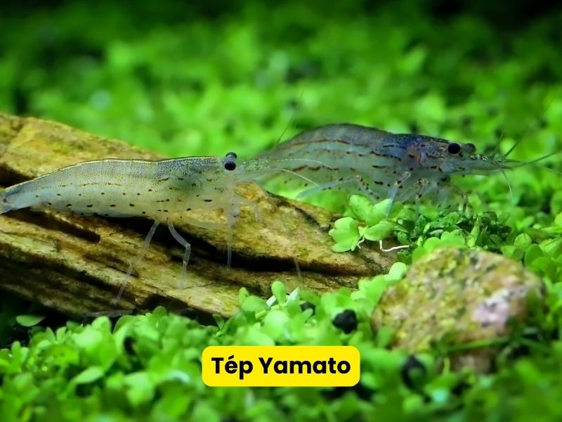 Tép Yamato