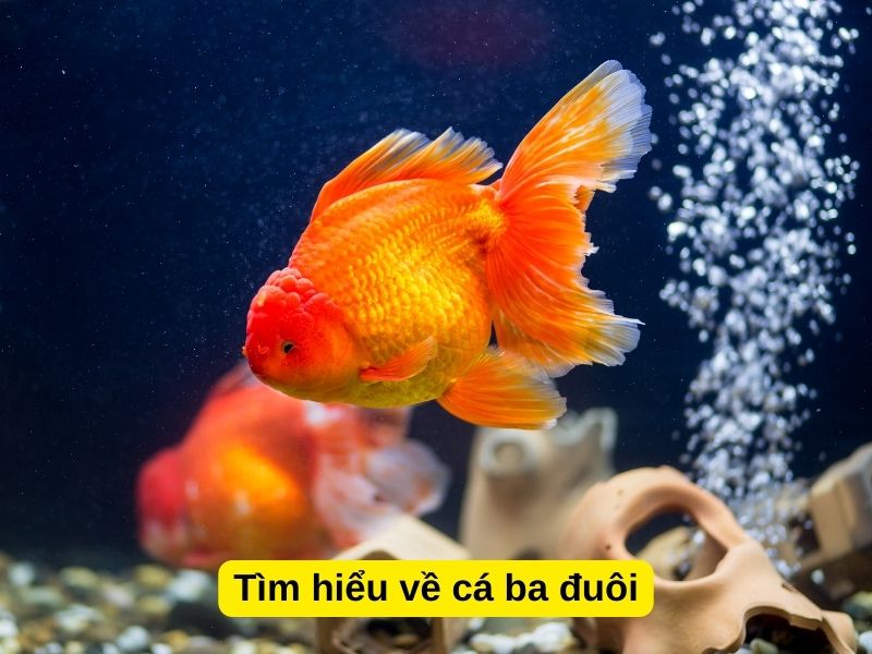 Tìm hiểu về cá ba đuôi 