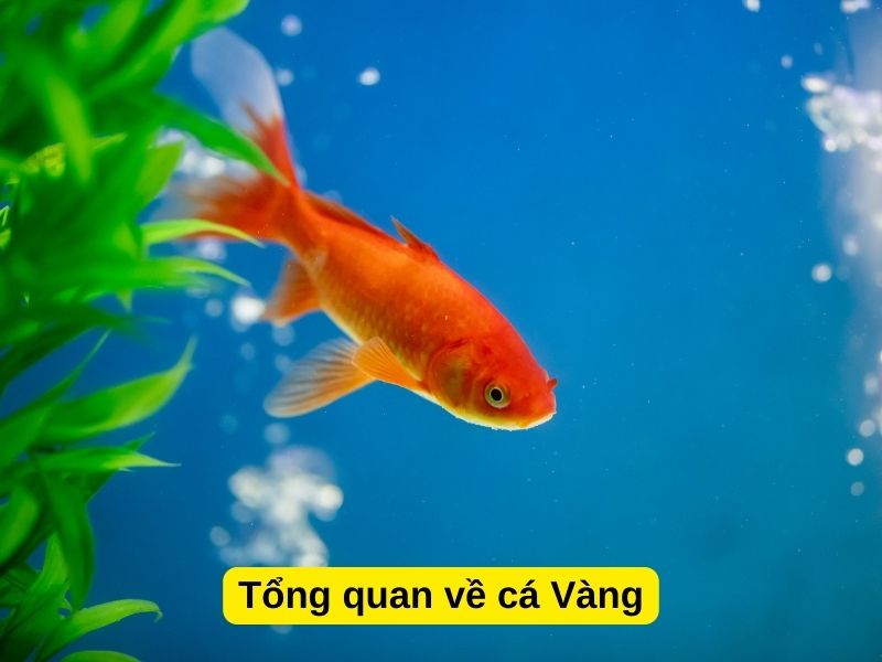 Tổng quan về các loài cá Vàng 