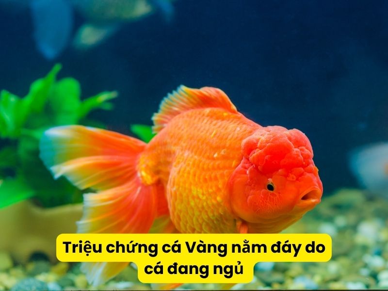 Triệu chứng cá Vàng nằm đáy do cá đang ngủ 