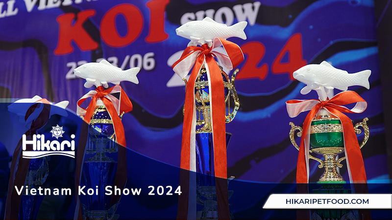 Vietnam Koi Show 2024