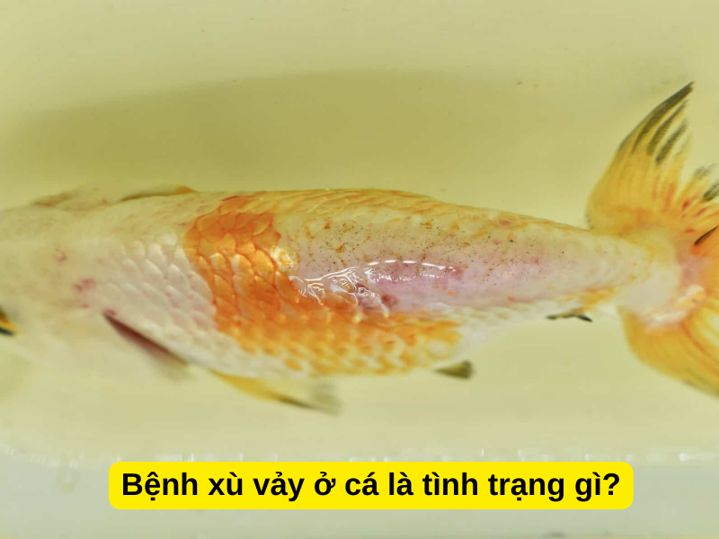 Bệnh xù vảy ở cá là tình trạng gì?