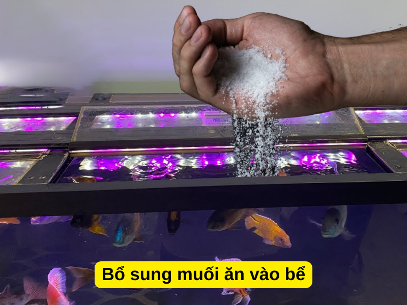 Bổ sung muối hột vào bể