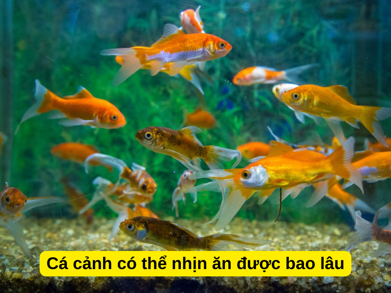 Cá cảnh có thể nhịn ăn được bao lâu?