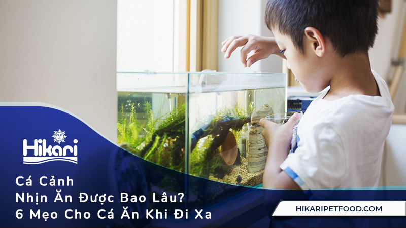 Cá Cảnh Nhịn Ăn Được Bao Lâu? 6 Mẹo Cho Cá Ăn Khi Đi Xa