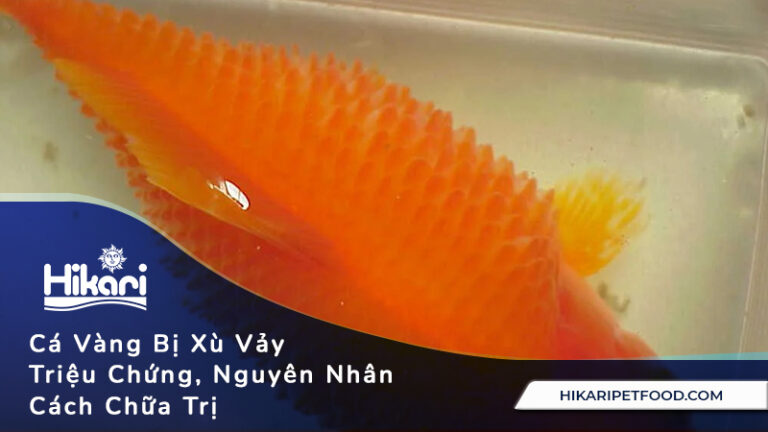 Cá Vàng Bị Xù Vảy: Triệu Chứng, Nguyên Nhân Và Cách Chữa Trị